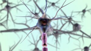 Neural synapse