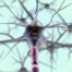 Neural synapse