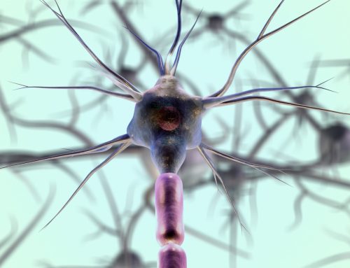Baby’s Brain Begins Now: Conception to Age 3